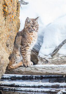 Wyoming, Yellowstone National Park, A bobcat sits along the Madison River in winter