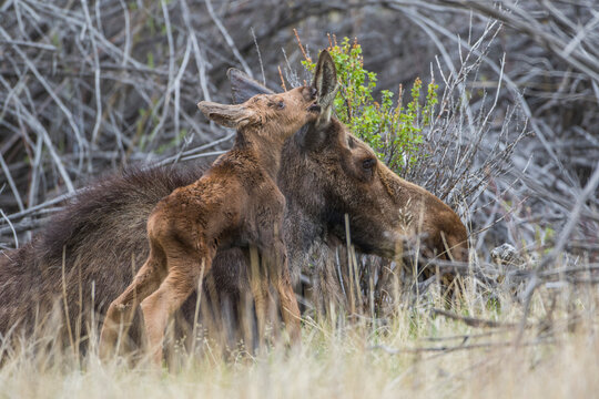 USA, Wyoming, Sublette County, newborn moose calf nuzzles it's mother in a willow patch.