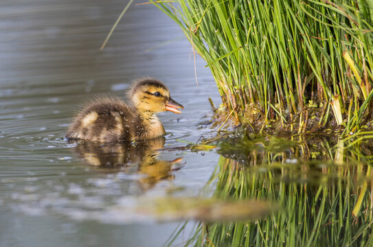 USA, Wyoming, Sublette County, newly hatched Cinnamon Teal duckling swims on a pond.
