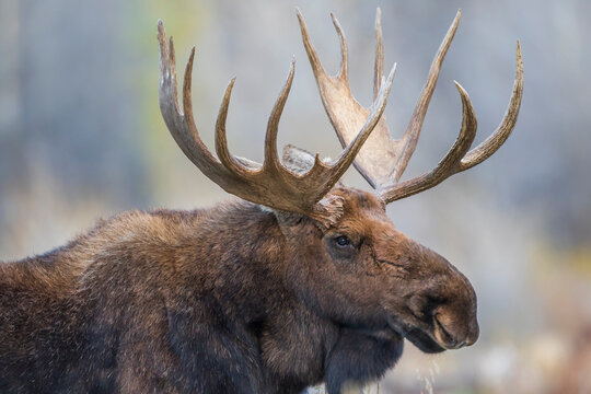 USA, Wyoming, Grand Teton National Park, bull moose poses for a portrait amongst willows in the fall.