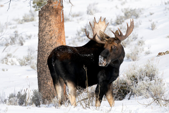 USA, Wyoming, Yellowstone National Park. Portrait of a moose that still has its antlers despite it being late in the season.