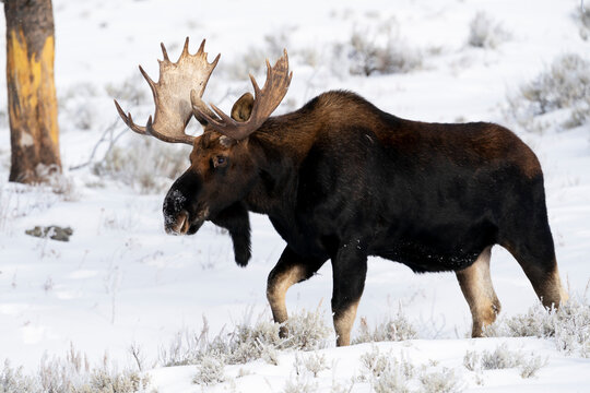 USA, Wyoming, Yellowstone National Park. Portrait of a moose that still has its antlers despite it being late in the season.