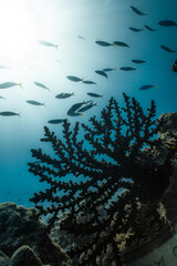 Fototapeta premium Coral Reef Underwater Scene