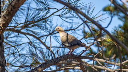 White-winged Dove, Zenaida asiatica, sitting on a Pine Tree branch in Albuquerque, New Mexico.