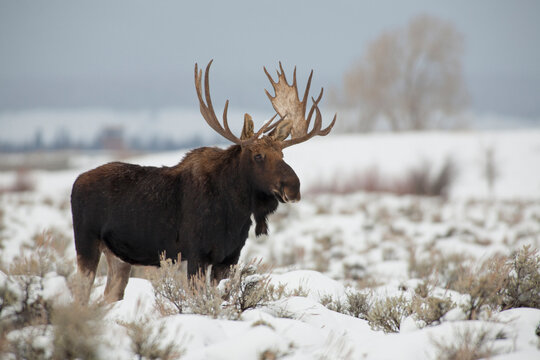USA, Wyoming, Grand Teton National Park. Bull moose in snow.
