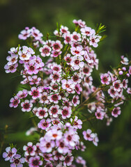 Image of a pink wax flower, native to Western Australia.