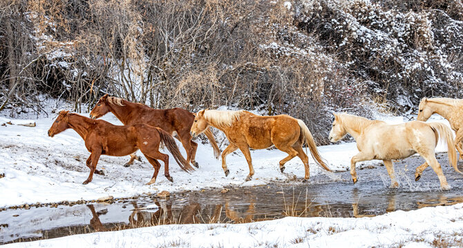 USA, Wyoming, Shell. Hideout Ranch, Big Horn Mountain Range