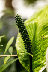 green anthurium 