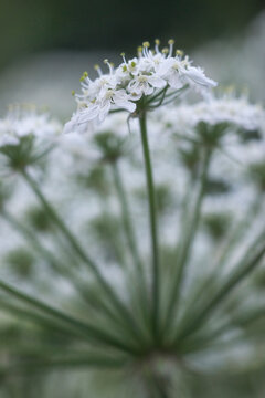USA, Wyoming. Detail of blooming Cow parsnip (Heracleum lanatum). Bridger National Forest, Wyoming.