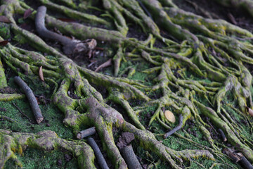 Close-up of intricate tree roots spreading over moss-covered soil, showcasing nature's resilience and beauty. Ideal for environmental or botanical themes