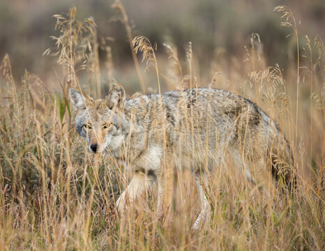 Mountain Coyote, Canis latrans Lestes, Grand Teton National Park, Wyoming, wild