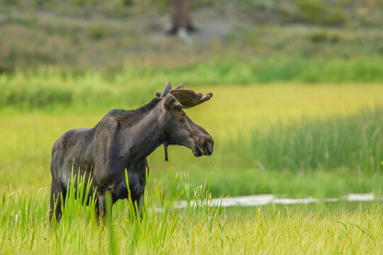 Male Moose in Polecat Creek. Flagg Ranch, Wyoming