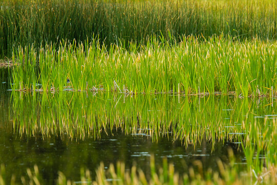Reflections of streamside growth in Polecat Creek, Flagg Ranch, Wyoming