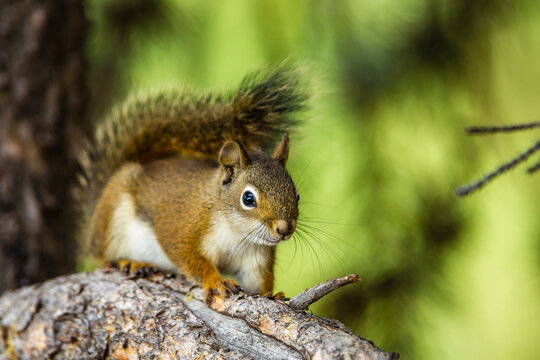 Red Tree Squirrel posing on Branch in Flagg Ranch, Wyoming