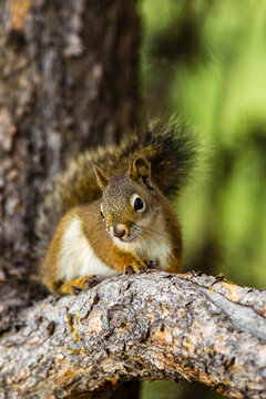 Red Tree Squirrel posing on Branch in Flagg Ranch, Wyoming