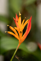Tropical Orange Parrot Heliconia flower closeup