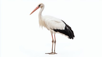 Fototapeta premium A stork stands elegantly on one leg, showcasing its distinctive black and white feathers.