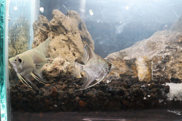 A serene shot of a freshwater angelfish (Pterophyllum scalare) swimming gracefully in an aquarium...
