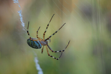 Garden spider (Araneus diadematus) - a species of spider from the Araneidae family. The name comes from the characteristic white cross on the abdomen. close-up photography	