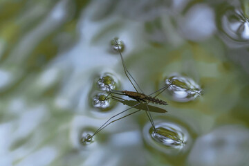 Gerris lacustris, commonly known as the common pond skater, nature	