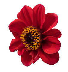 Fototapeta premium red dahlia flower isolated on white