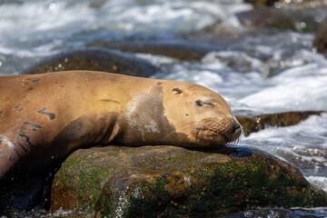 Naklejka premium California sea lion sleeping on a rock