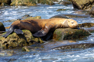 California sea lion sleeping on a rock