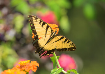 Dorsal view of an Eastern Tiger Swallowtail butterfly feeding on an orange Zinnia flower