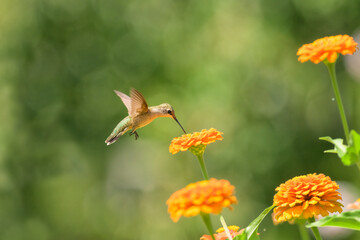 Tiny Ruby-throated Hummingbird hovering and getting nectar from an orange Zinnia flower in bright, sunny, summer garden