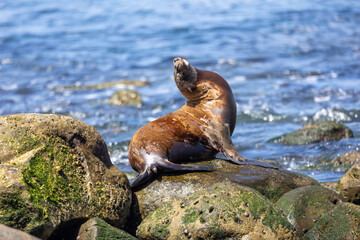 California sea lion sleeping on the coast in La Jolla