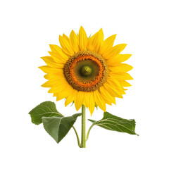 Obraz premium Vibrant Sunflower with Green