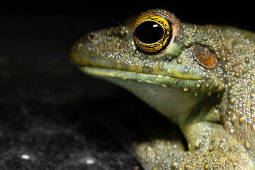 close up of a frog with yellow eyes and green skin
