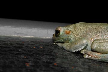 close up of a frog with yellow eyes and green skin