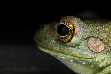 close up of a frog with yellow eyes and green skin