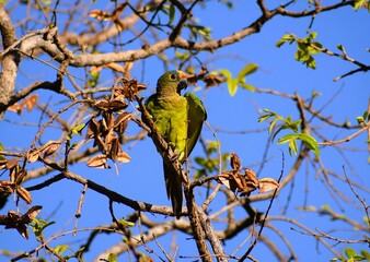 Periquito-rei Eupsittula aurea