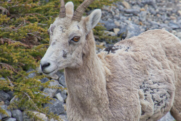 Close up of Bighorn Sheep