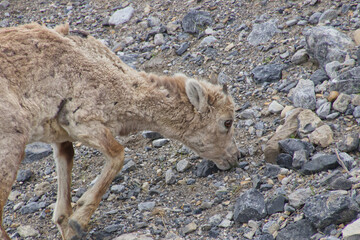 Fototapeta premium Close up of Bighorn Sheep