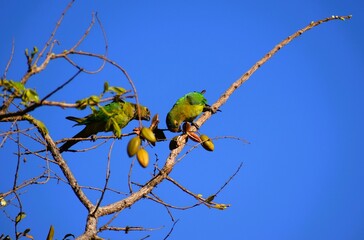 Periquito-rei Eupsittula aurea