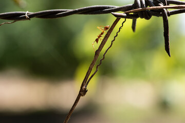 Ants using barbed wire has they would use vines and plants in the rainforest