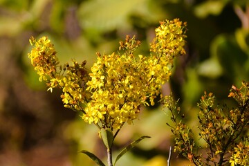 Flor no Cerrado brasileiro