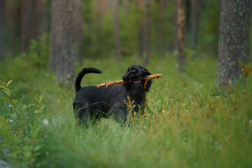 A Schnauzer sits in a sunlit forest clearing, looking towards the camera. The dog calm expression blends with the serene woodland environment.