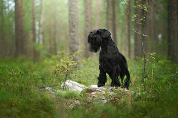 A Schnauzer stands in a sunlit forest, with light filtering through the trees. The dog alert posture contrasts with the peaceful woodland setting.