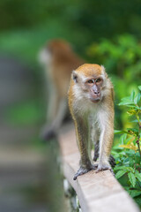 Long-tailed Macaque at MacRitchie Reservoir in Singapore