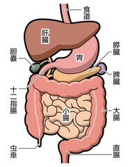 消化器　図解　説明有