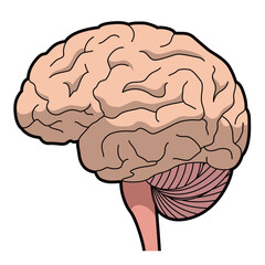 脳　側面　イラスト