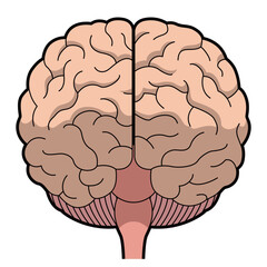 脳　正面　イラスト