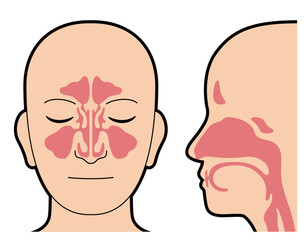 鼻腔　副鼻腔　図解