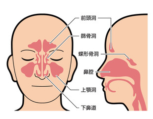 鼻腔　副鼻腔　図解　説明有