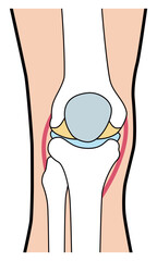 ひざ　膝　図解