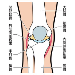 ひざ　膝　図解　説明有